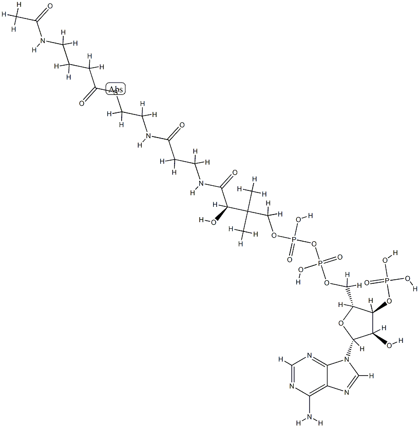 4-acetamidobutyryl-coenzyme A Structure