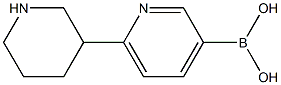 (6-(piperidin-3-yl)pyridin-3-yl)boronic acid Struktur