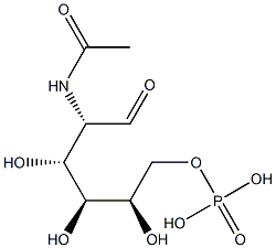 2-acetamido-2-deoxy-mannose-6-phosphat