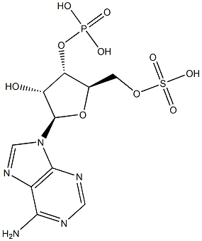 Adenosine 3'-phosphoric acid 5'-sulfuric acid Structure