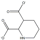 Piperidine 2,3-dicarboxylate Struktur