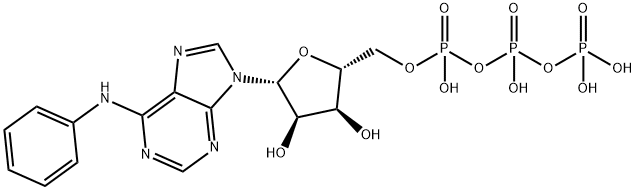 N6-Phenyl-ATP|