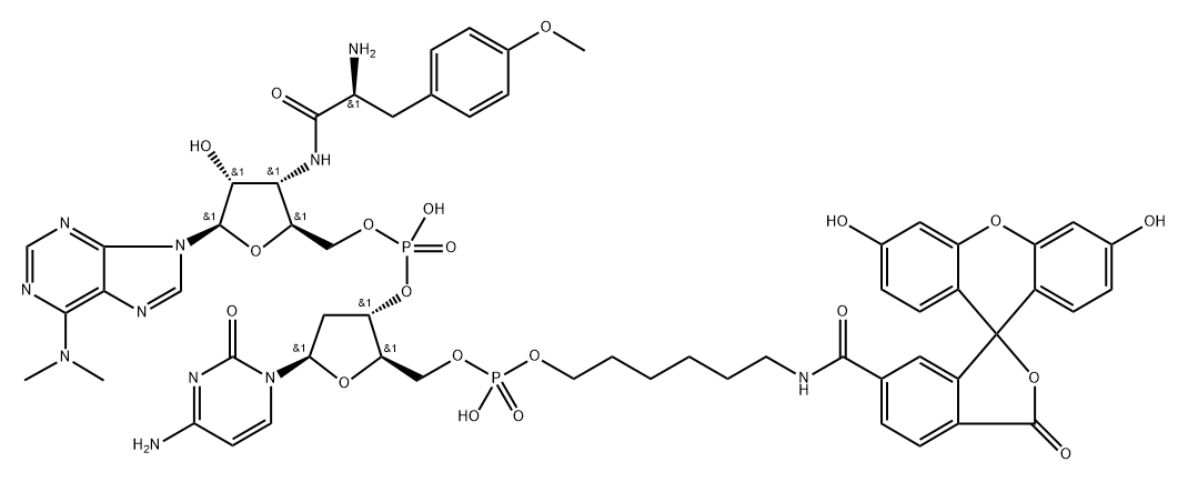 6-FAM-dC-puromycin Structure