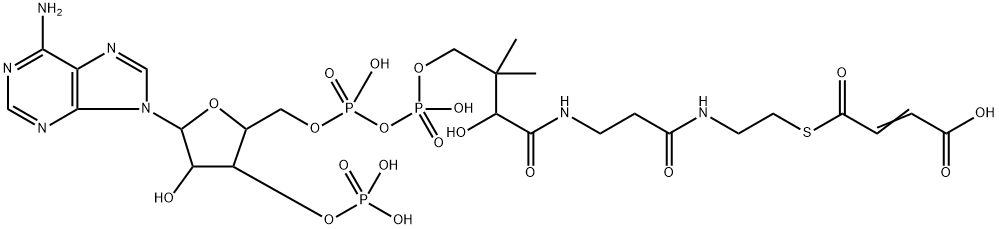 maleyl-coenzyme A 化学構造式