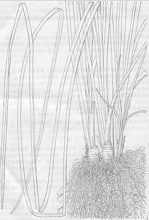香根草植物素描图