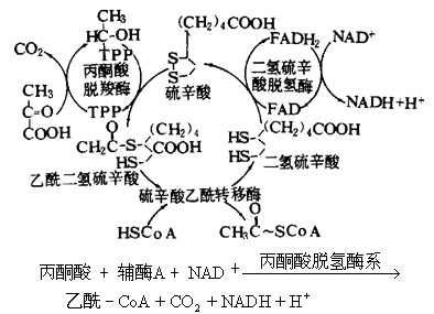 【制造丙酮酸乙酰甲酸127-17-3国标级 丙酮酸