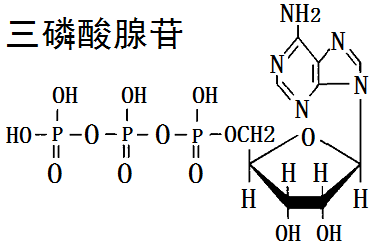 三磷酸腺苷结构图图片