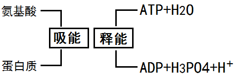 三磷酸腺苷能量转换系统示意图