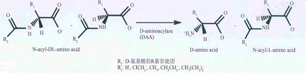 D-氨基酰化酶的水解作用