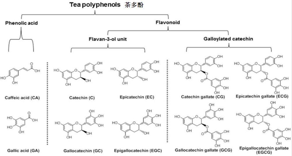 茶多酚含有的主要化学物质