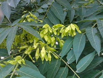 椿树植物