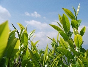 茶叶