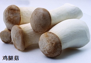 鸡腿菇