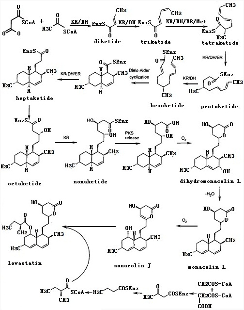 the synthesis route of lovastatin