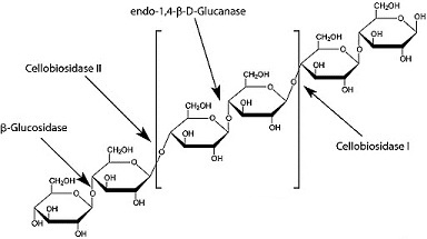formula of the cellulase