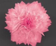 粉红的金属硫化锗(GeS)“纳米花朵”