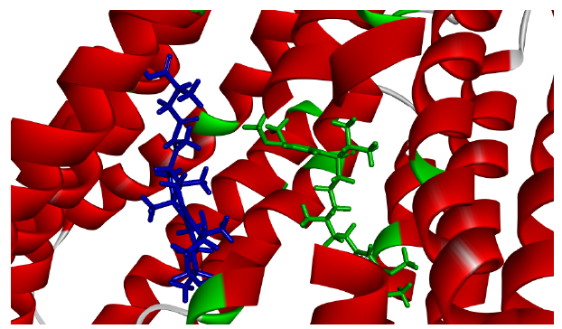 GAB（蓝色）和VRP（绿色）与ABCB1的结合模拟图