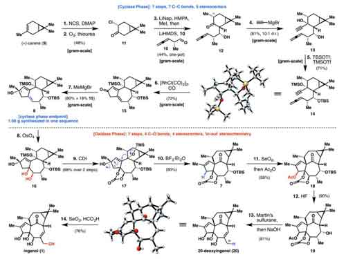 14步反应合成巨大戟醇