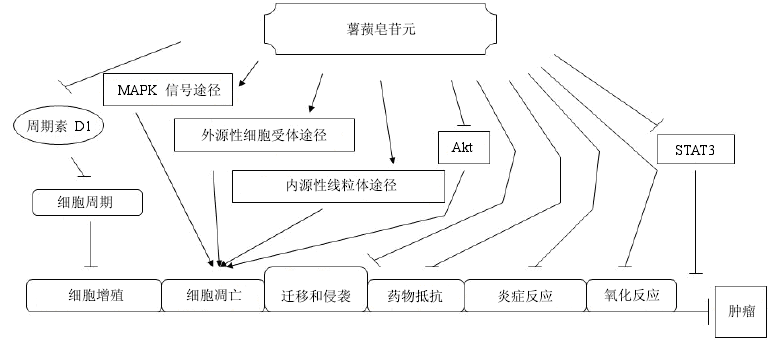 薯蓣皂苷元在细胞水平抗癌的可能作用机制