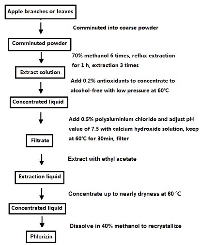 Figure 1. the p technological process of the phlorizin extraction