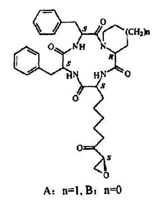 α-氨基脂肪酸成环环状脂肽分子结构