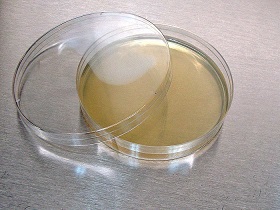 Nutrient Agar