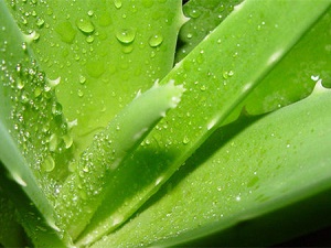 85507-69-3 Aloe veraApplicationremedy for skin conditionsSafety