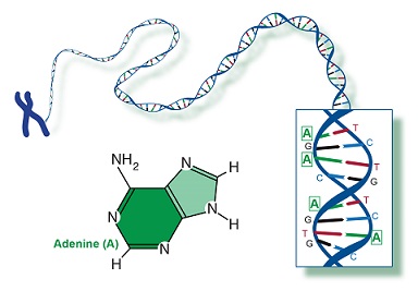 73-24-5 adenineRole of adenine