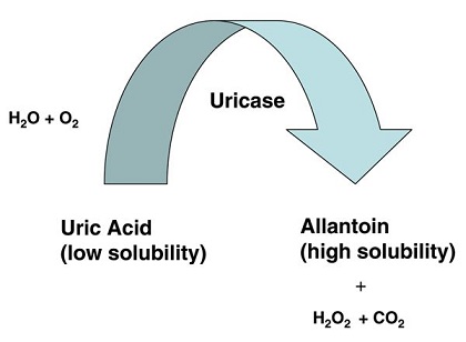 9002-12-4 Uricase; Chemical  properties; Uses; Effects
