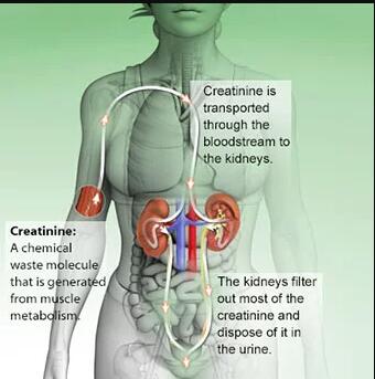 60-27-5 Creatinine; Biological Significance; Clinical Significance