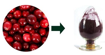 	蔓越莓提取物(蔓越莓花青素)的性状图