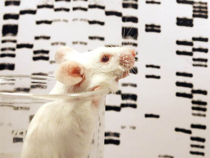 小鼠基因组DNA