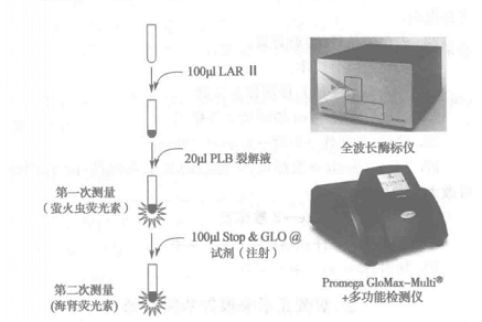 荧光素酶报告基因