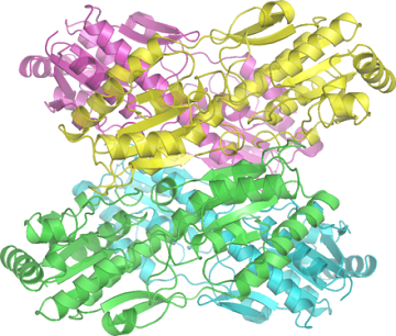 6磷酸果糖激酶抗体