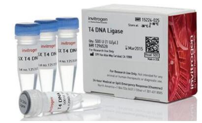 T4 DNA连接酶