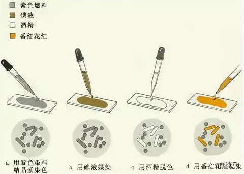 革兰氏染色法步骤