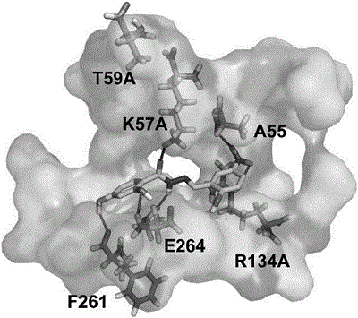 3-磷酸甘油醛脱氢酶(兔来源免疫组化用抗体)