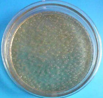 多粘类芽孢杆菌