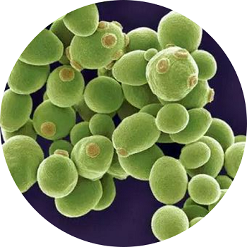酵母菌