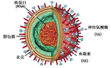 Influenza A H1N1 Neuraminidase