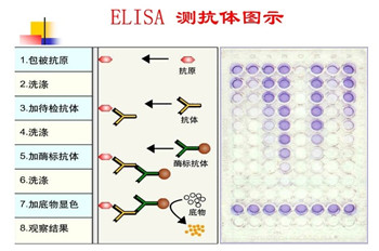 小鼠解整合素金属蛋白酶9(ADAM9)ELISA试剂盒