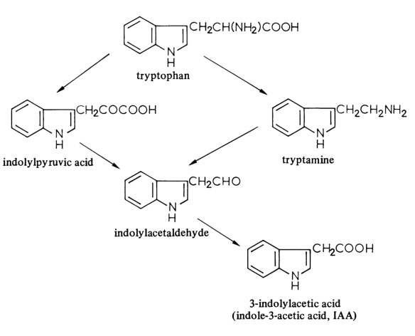 3-吲哚基乙酸的生物合成