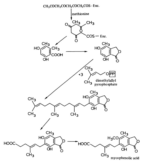 the biosynthesis of mycophenolic acid