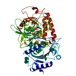 人磷酸烯醇式丙酮酸羧激酶(PCK)ELISA KIT