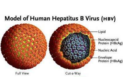 人抗丁型肝炎病毒抗体(ANTI-HDV)ELISA KIT