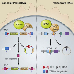 人重组激活基因2(RAG-2)ELISA KIT