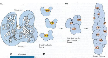 人抗肌动蛋白抗体(AAA)ELISA KIT