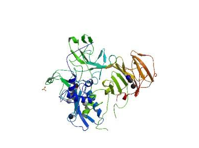 人基质金属蛋白酶7(MMP-7)ELISA KIT