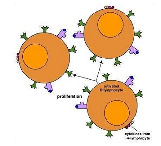 B淋巴细胞基因1抗体