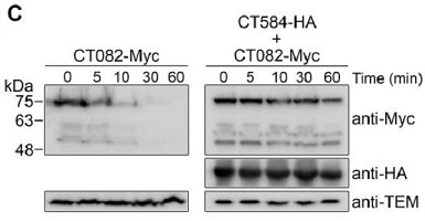 Anti-c-Myc tag抗体(HRP)